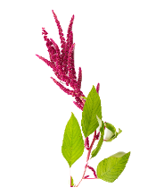 Amaranth