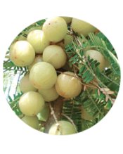 Amla Ripen (4 pieces/pack)