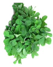 Methi Leaves