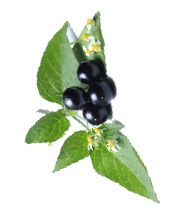 Black Nightshade